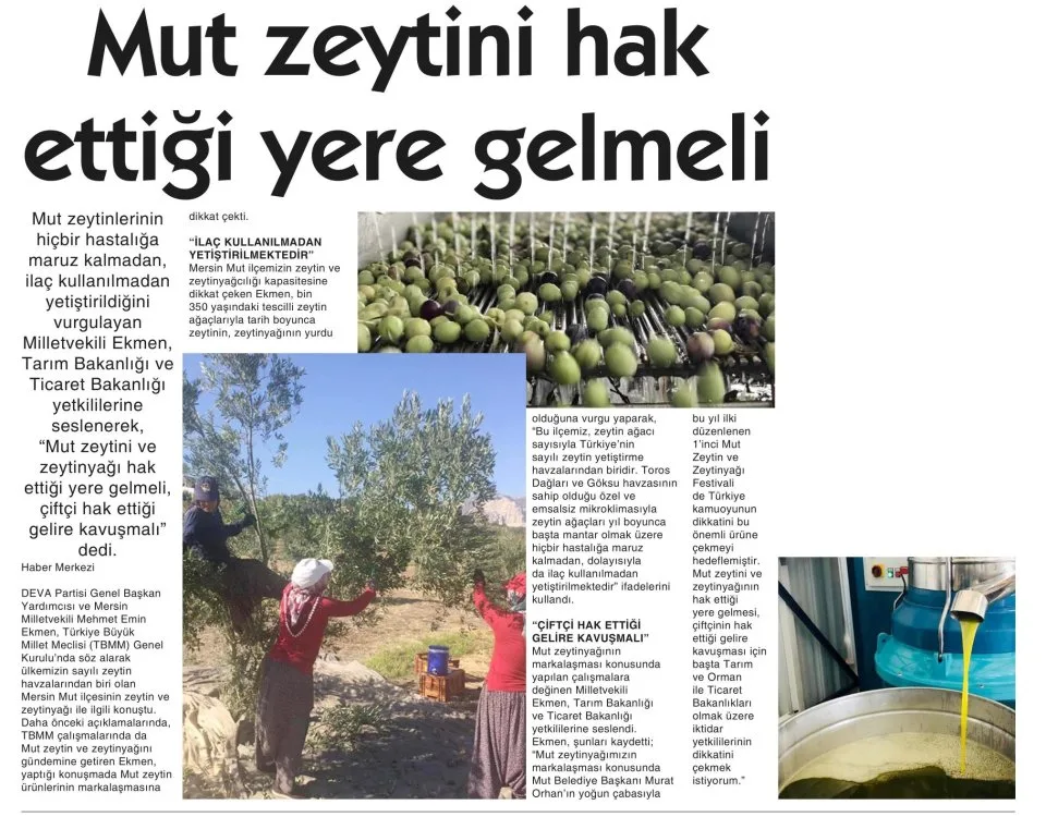 MUT ZEYTİNİ HAK ETTİĞİ YERE GELMELİ — gazete kupürü