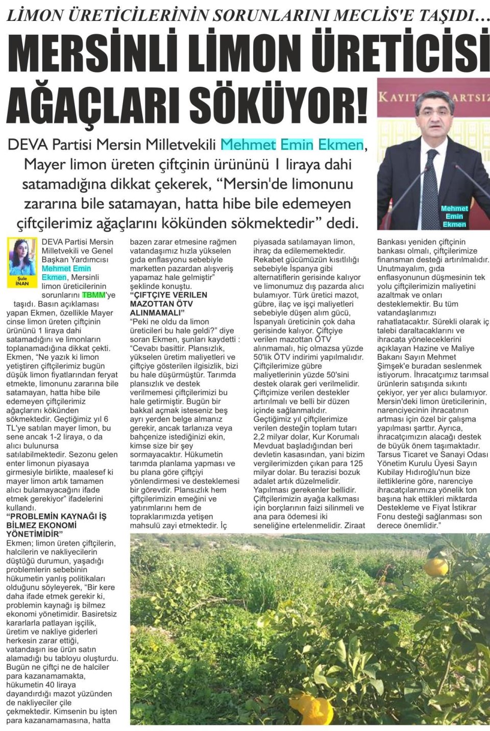 MERSİNLİ LİMON ÜRETİCİSİ AĞAÇLARI SÖKÜYOR!