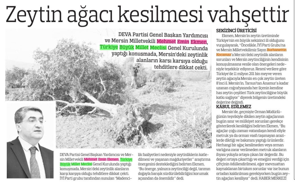ZEYTİN AĞACI KESİLMESİ VAHŞETTİR